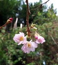 Cherry Blossom Hanging from a Twig