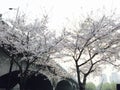 Cherry trees in spring