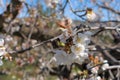 Cherry blossom is spring Royalty Free Stock Photo