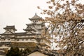 Cherry Blossom At Himeji Castle, Japan