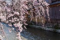 Cherry blossom in historic gion shirakawa district, Kyoto, Japan