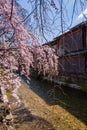Cherry blossom in historic gion shirakawa district, Kyoto, Japan Royalty Free Stock Photo