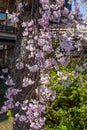 Cherry blossom in historic gion shirakawa district, Kyoto, Japan