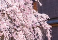 Cherry blossom in historic gion shirakawa district, Kyoto, Japan