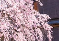 Cherry blossom in historic gion shirakawa district, Kyoto, Japan Royalty Free Stock Photo