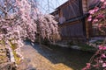 Cherry blossom in historic gion shirakawa district, Kyoto, Japan Royalty Free Stock Photo