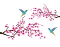 Cherry Blossom with Hummingbirds Royalty Free Stock Photo