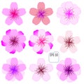 Cherry blossom icon set. Vector Royalty Free Stock Photo