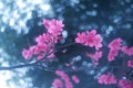Prunus campanulata, cherry blossom flower, nature