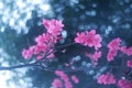 Prunus campanulata, cherry blossom flower, nature Royalty Free Stock Photo