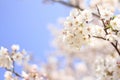 Cherry blossom at Inatori highland Royalty Free Stock Photo