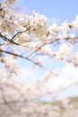 Cherry blossom at Inatori highland Royalty Free Stock Photo