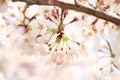 Cherry blossom at Inatori highland Royalty Free Stock Photo