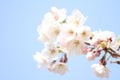 Cherry blossom at Inatori highland Royalty Free Stock Photo