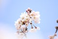 Cherry blossom at Inatori highland Royalty Free Stock Photo