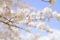 Cherry blossom at Inatori highland Royalty Free Stock Photo