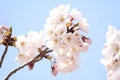 cherry blossom at Inatori highland Royalty Free Stock Photo