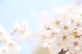 Cherry blossom at Inatori highland Royalty Free Stock Photo