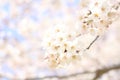 Cherry blossom at Inatori highland Royalty Free Stock Photo