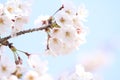 Cherry blossom at Inatori highland Royalty Free Stock Photo