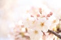 Cherry blossom at Inatori highland Royalty Free Stock Photo