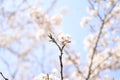 Cherry blossom at Inatori highland Royalty Free Stock Photo