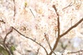 Cherry blossom at Inatori highland Royalty Free Stock Photo