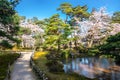 Cherry blossom in Japan, blossoming japanese sakura, beautiful spring Tokyo park