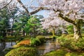 Cherry blossom in Japan, blossoming japanese sakura, beautiful spring Tokyo park