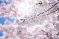 A cherry blossom in Japan called Sakura blooming on its branch in Spring