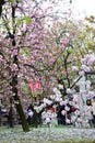 Cherry blossom at Japan Mint, Osaka