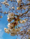 Sakura flower & cherry blossoms