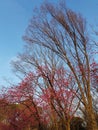 Sakura flower & cherry blossoms