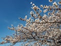 Sakura flower & cherry blossoms