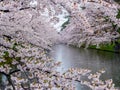 Cherry blossom or Japanese flowering cherry in Japan. Royalty Free Stock Photo