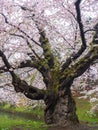 Cherry blossom or Japanese flowering cherry in Japan. Royalty Free Stock Photo