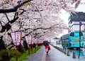 Cherry blossom or Japanese flowering cherry in Japan. Royalty Free Stock Photo