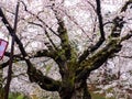 Cherry blossom or Japanese flowering cherry in Japan. Royalty Free Stock Photo