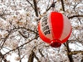 Cherry blossom or Japanese flowering cherry in Japan. Royalty Free Stock Photo