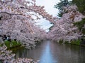 Cherry blossom or Japanese flowering cherry in Japan. Royalty Free Stock Photo