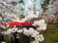 Cherry blossom or Japanese flowering cherry in Japan. Royalty Free Stock Photo