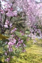 Cherry Blossom in Japanese Shrine - Tokyo