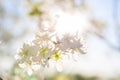 cherry blossom, Japanese spring scenics Royalty Free Stock Photo