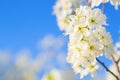 cherry blossom, Japanese spring scenics Royalty Free Stock Photo