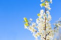 cherry blossom, Japanese spring scenics Royalty Free Stock Photo