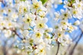 Cherry blossom. Japanese spring scenics Spring flowers Spring Background Royalty Free Stock Photo