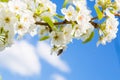 Cherry blossom, Japanese spring scenics Royalty Free Stock Photo