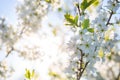 Cherry blossom, Japanese spring scenics Royalty Free Stock Photo