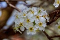 cherry blossom, Japanese spring scenics Spring flowers Royalty Free Stock Photo