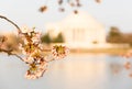 Cherry Blossom and Jefferson Memorial Royalty Free Stock Photo
